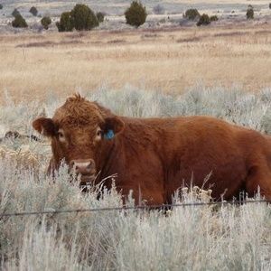 Meet your Posher, Doug